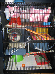 Rat on sale cage ottawa