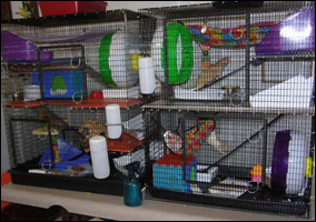 Martins rat clearance cages