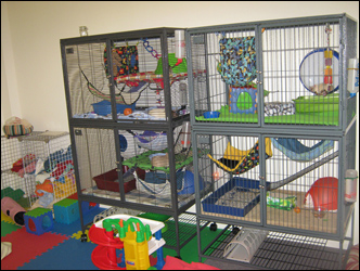 perfect rat cage