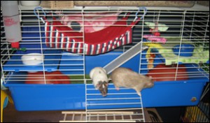 rats in rabbit hutch