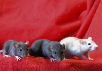 Alvin, Simon & Theodore