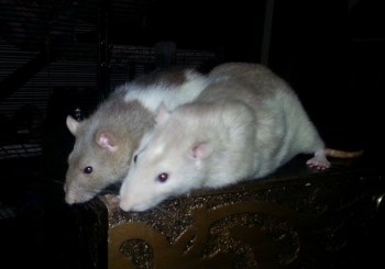 Susan & Gabriel (neutered)