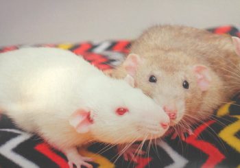 Perriwinkle (neutered) & Cota