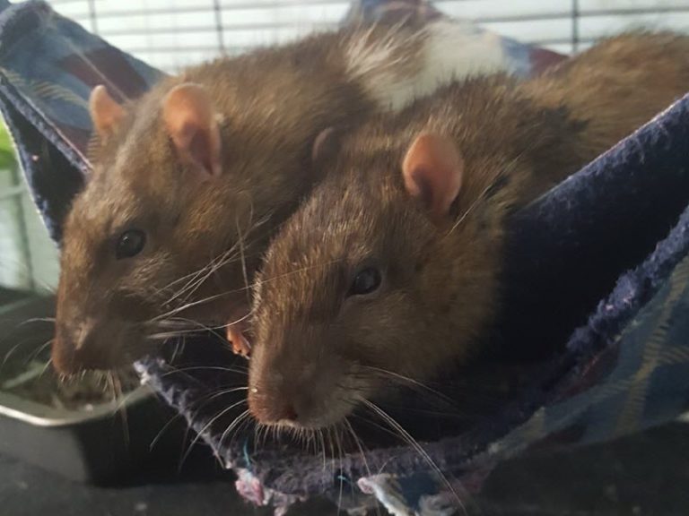 Ned & Edbert - Ottawa Pet Rat Rescue